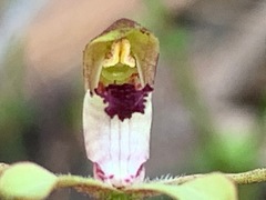 Caladenia transitoria
