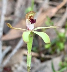 Caladenia transitoria