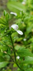 Hypoestes