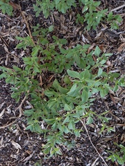 Salpichroa origanifolia