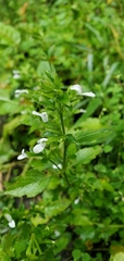 Hypoestes