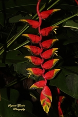 Heliconia rostrata