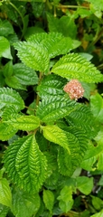Lecanthus peduncularis