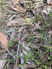 Caladenia transitoria
