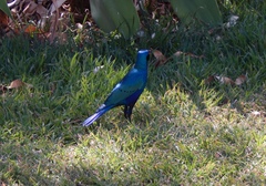 Lamprotornis chalybaeus
