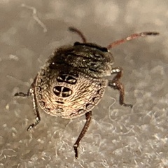 Carpocorini