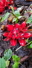 Zingiber chrysanthum