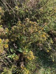 Ulex minor