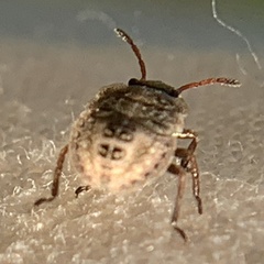 Carpocorini