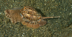Harpa articularis