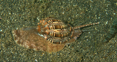 Harpa articularis