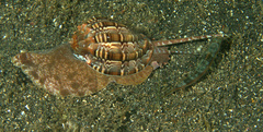Harpa articularis