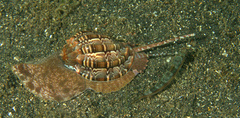 Harpa articularis