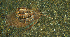 Harpa articularis