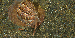 Harpa articularis