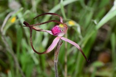Caladenia versicolor