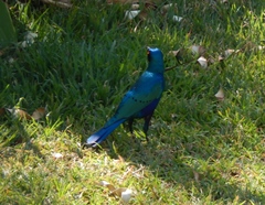 Lamprotornis chalybaeus