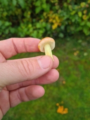 Leratiomyces percevalii