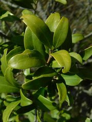 Diospyros glabra