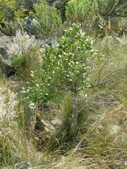 Diospyros glabra