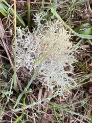Cladonia portentosa