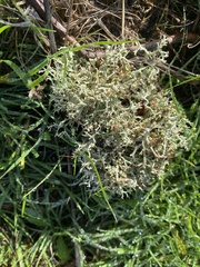 Cladonia portentosa