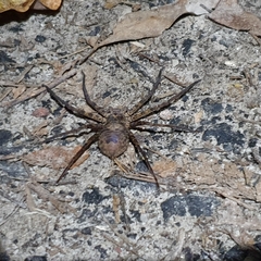 Heteropoda longipes