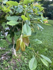 Ficus virens