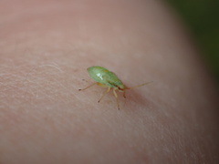 Pseudoloxops coccineus