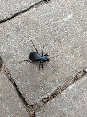 Carabus violaceus