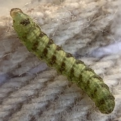 Schinia rivulosa