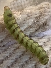 Schinia rivulosa