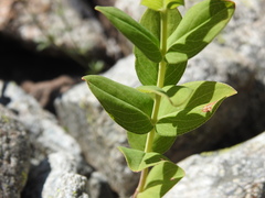Hypericum richeri