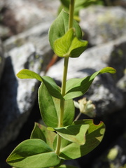 Hypericum richeri