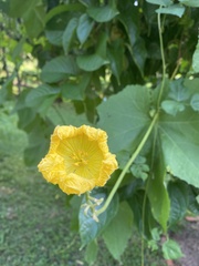 Luffa aegyptiaca