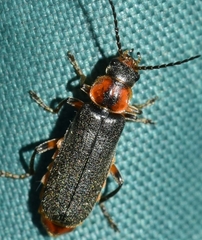 Cantharis rustica