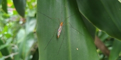Nephrotoma