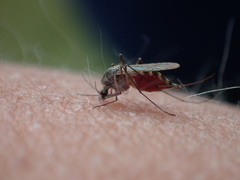 Aedes trivittatus
