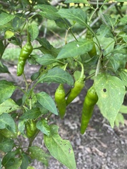 Capsicum