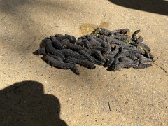 Perga affinis