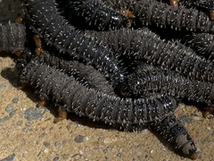 Perga affinis