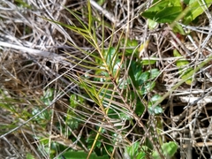 Distichlis distichophylla