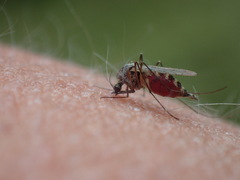 Aedes trivittatus