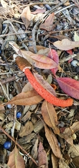 Phallus rubicundus