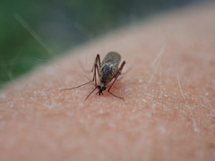 Aedes trivittatus