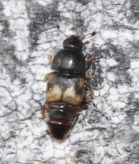 Carpophilus hemipterus