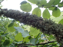 Ramalina fastigiata