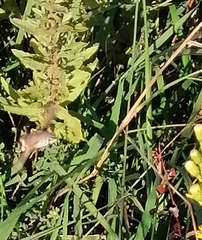 Macroglossum stellatarum