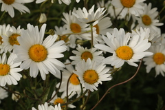 Leucanthemum vulgare