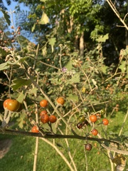 Solanum violaceum
